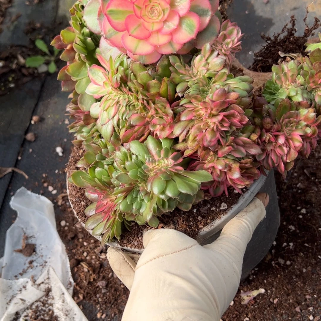 156荔枝缀两颗多肉洗澡了