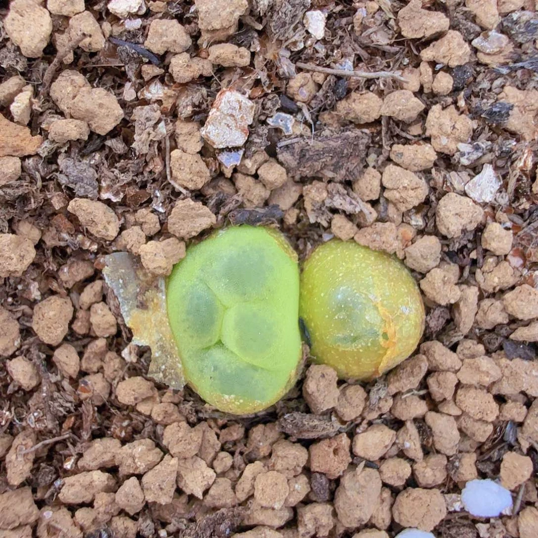 桃尻娘小苗 5-26-L21