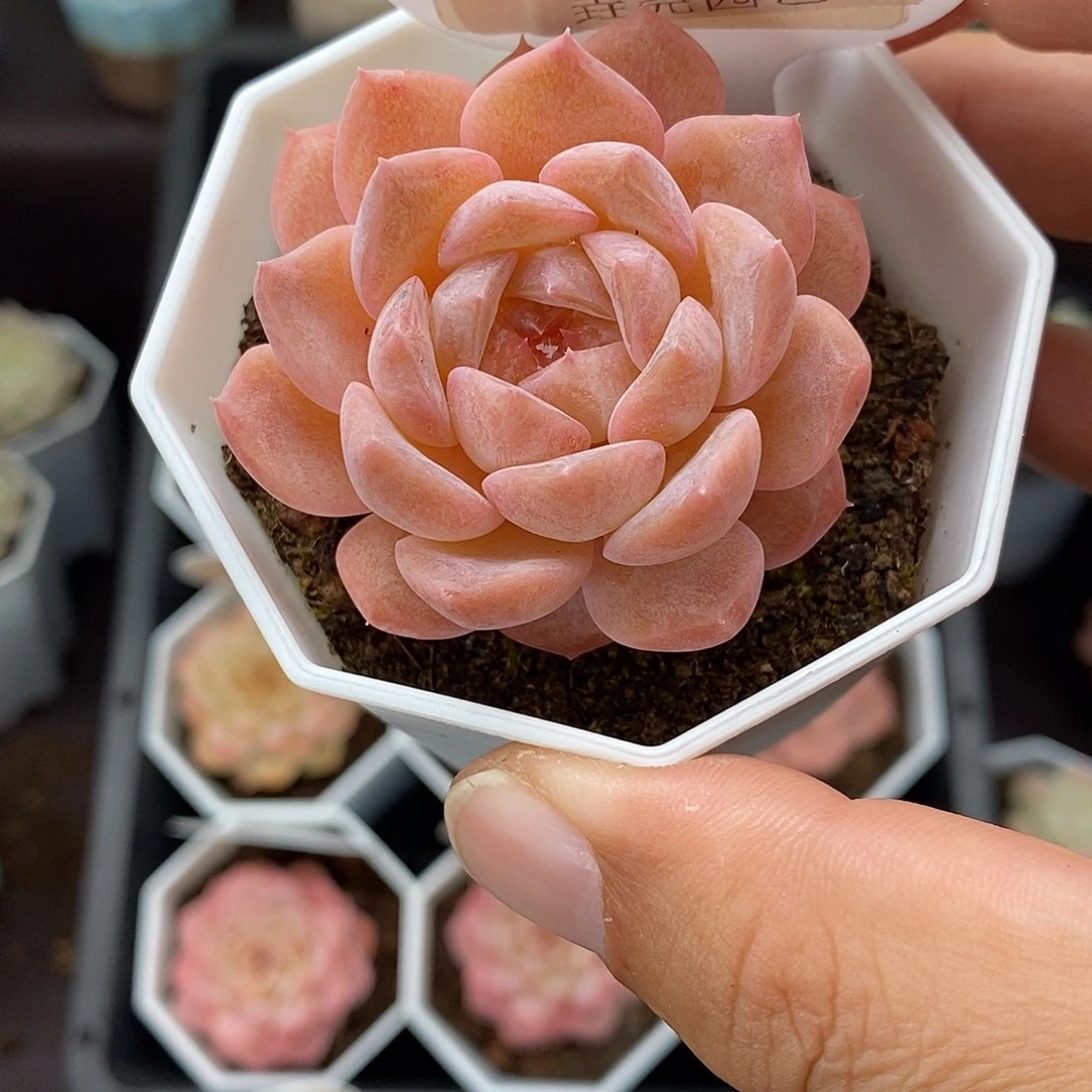 0075 粉 魄 单头 5cm