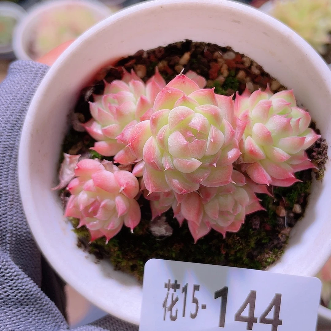 花利美15-144海王群