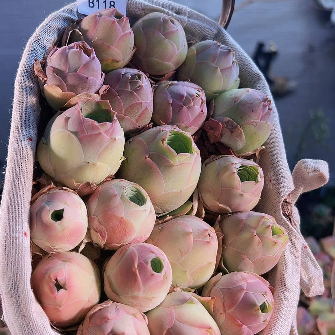 5***静山地玫瑰桃子花篮。B118.118
