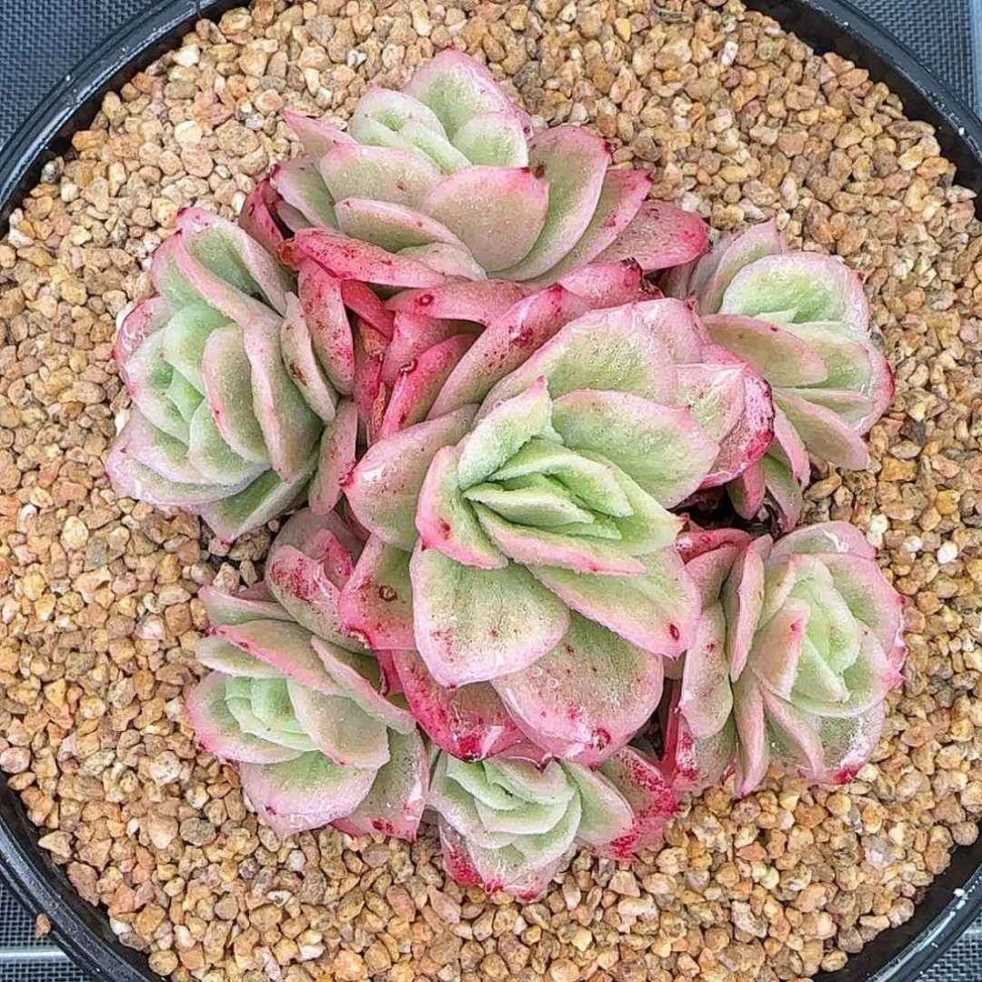 从前慢甄选多肉编号冰玫瑰锦