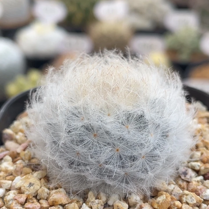 鹤立羽      实生根