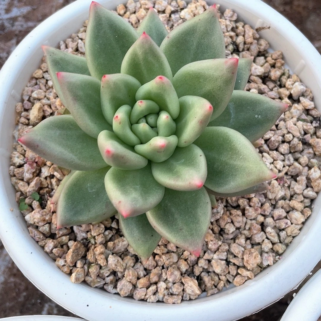 多肉植物一物一拍