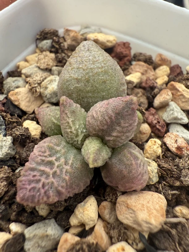 多肉水泡直播间选货链接，满38包邮非偏远地区