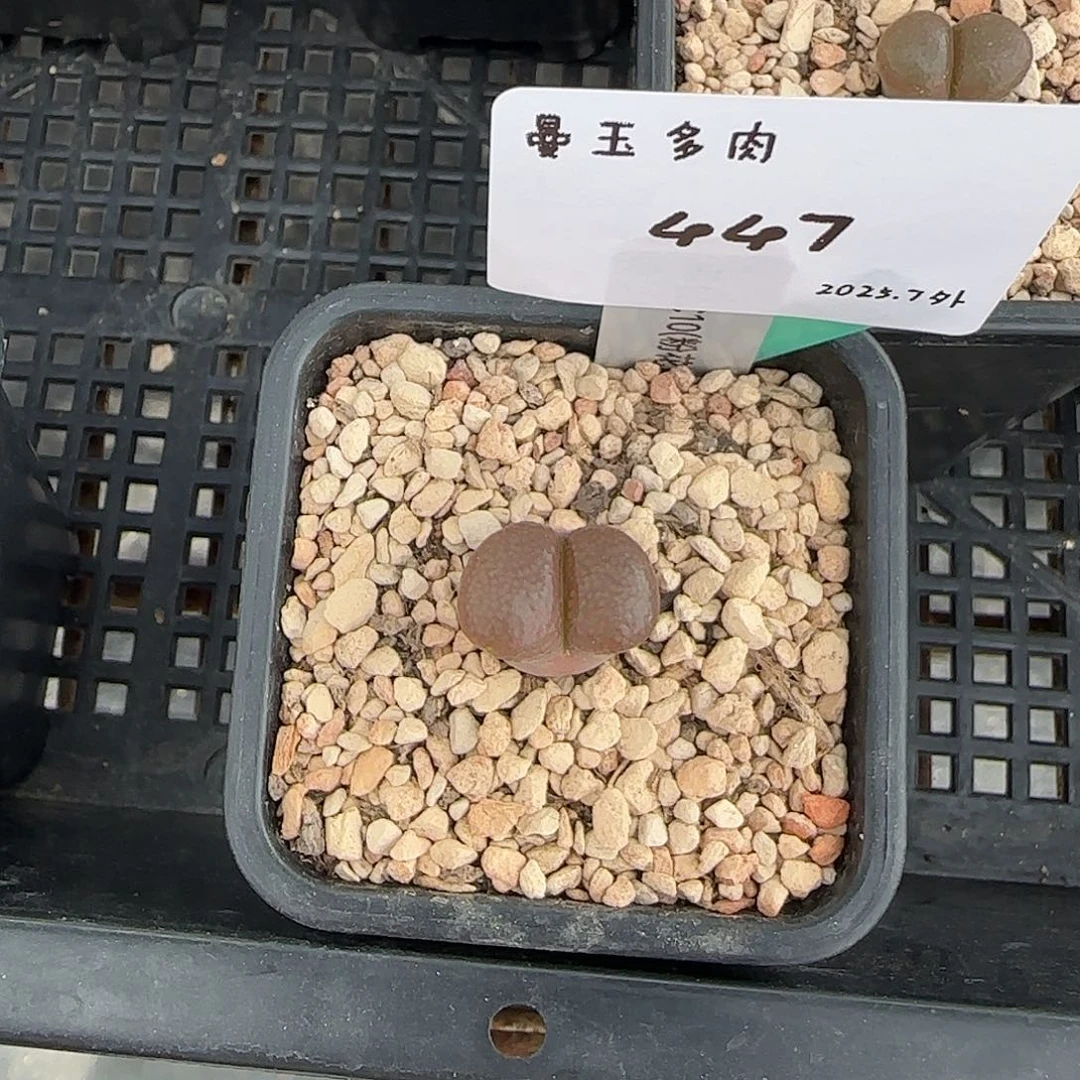 吧****多肉多肉多肉7-447