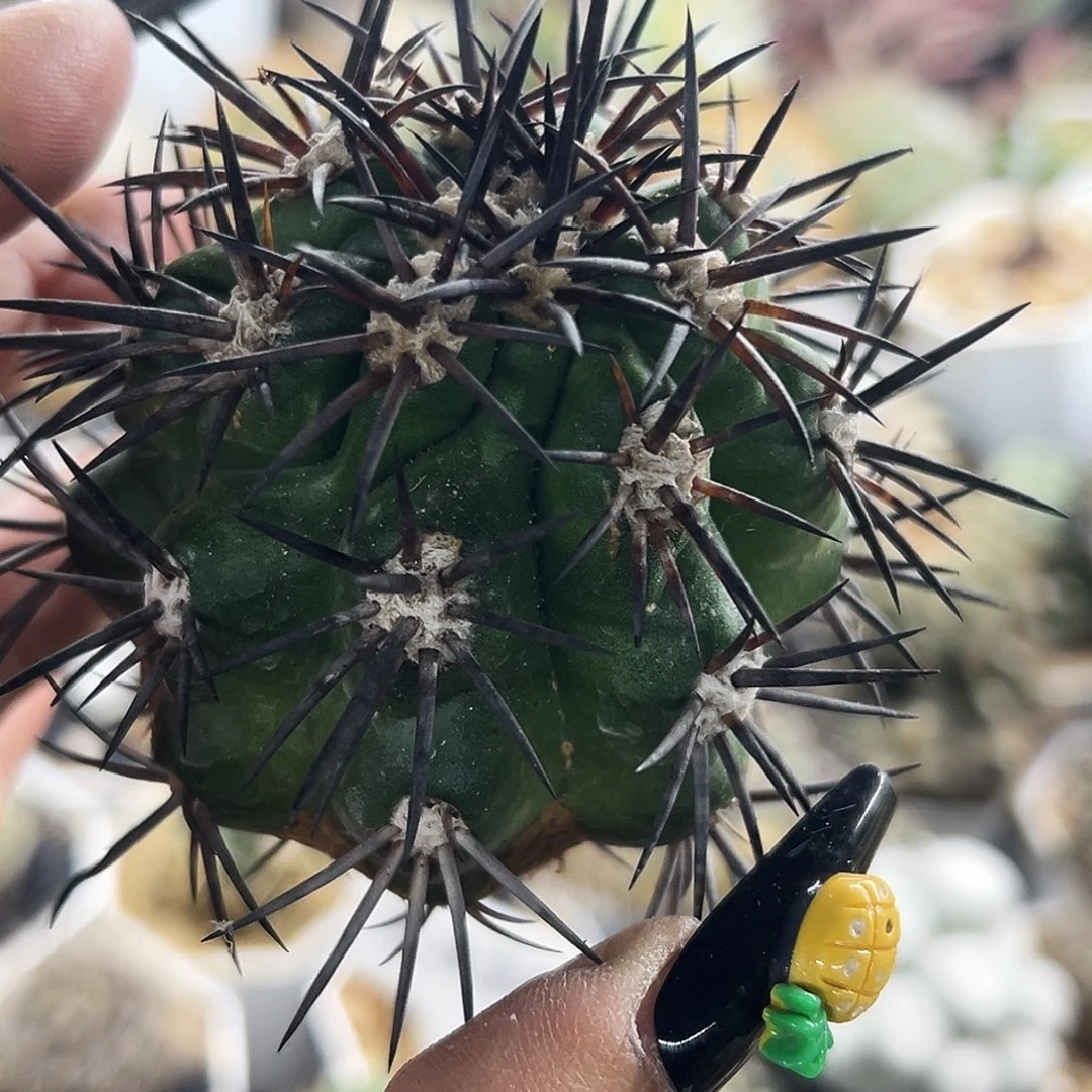 龙抓玉 仙人球66666666666