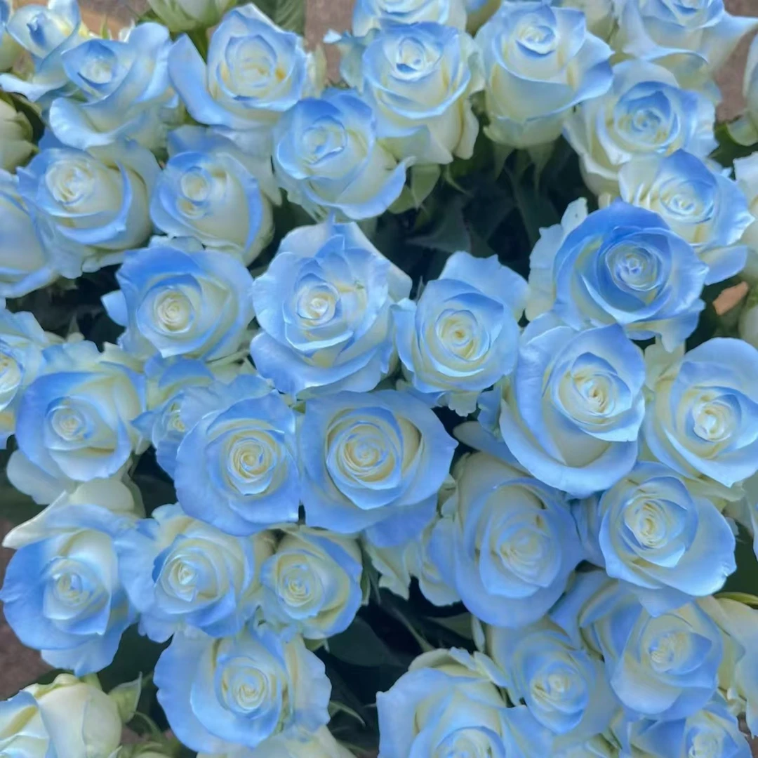 套餐4【碎冰蓝5枝+洋桔梗1把+洋甘菊1把+洋甘菊1把】