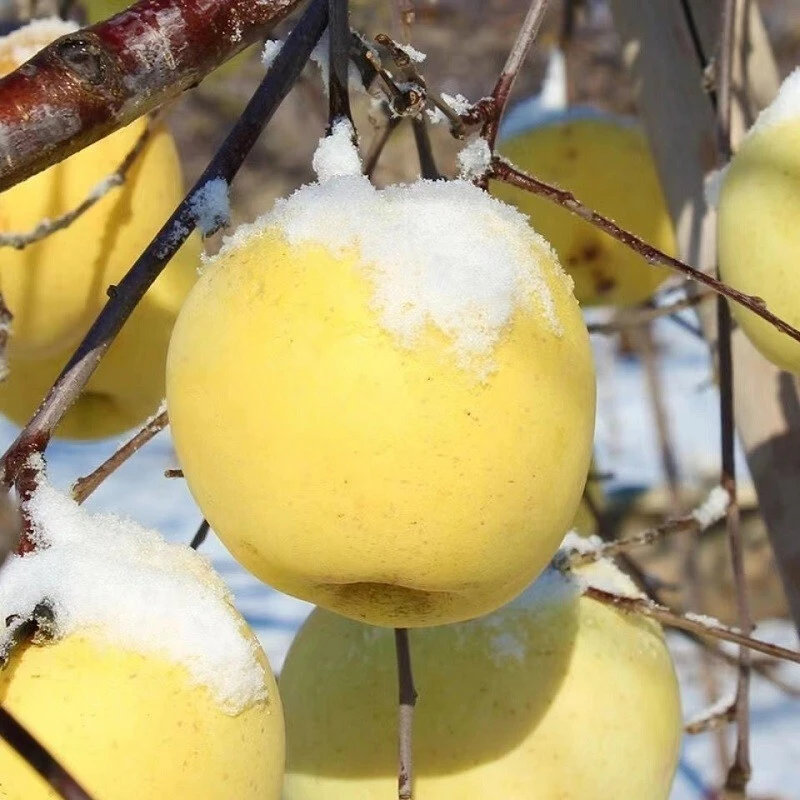 【2025奶油富士苹果】烟台产地现摘现发脆甜多汁4.5斤保温箱