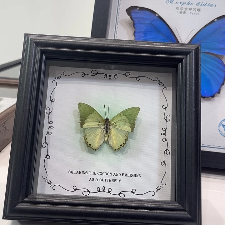 淡绿无螯蛱蝶带框五寸
