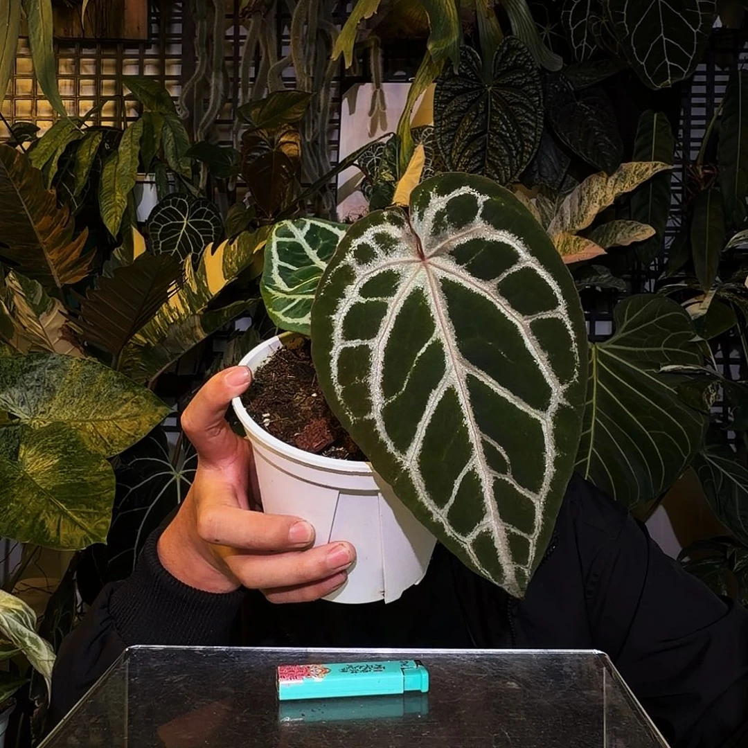 完全开放P153红水晶杂银色闪光
