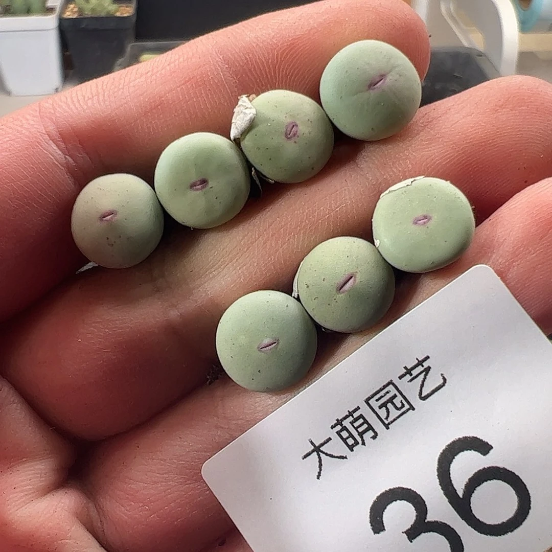 一物一拍脱土发。   36