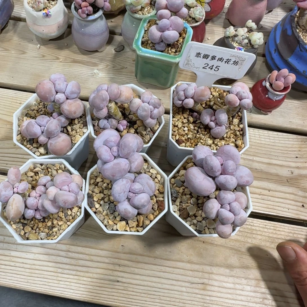 小***爱245奶组合换个盆带盆土发