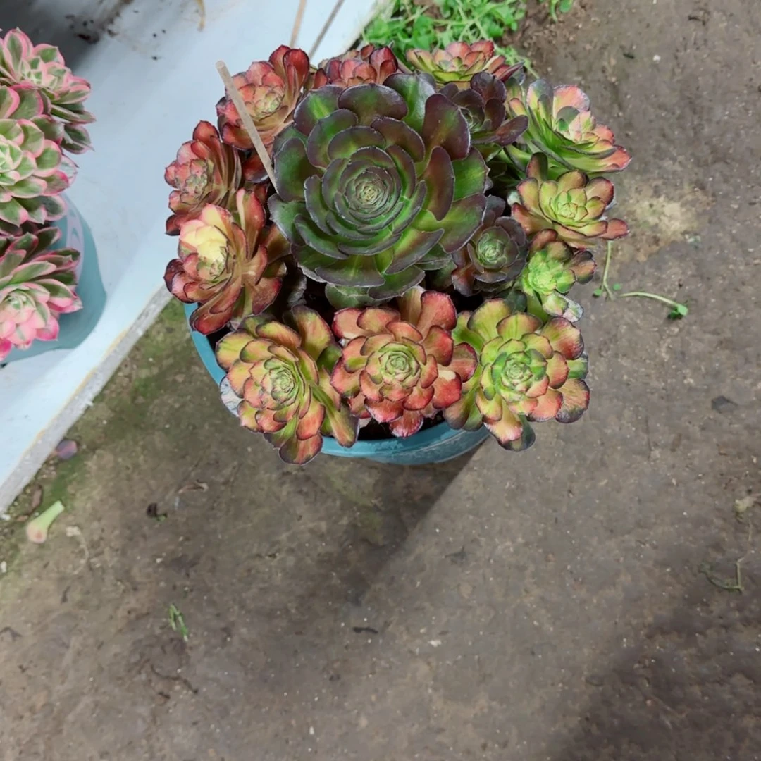 流***沙海王七彩，多肉植物生长