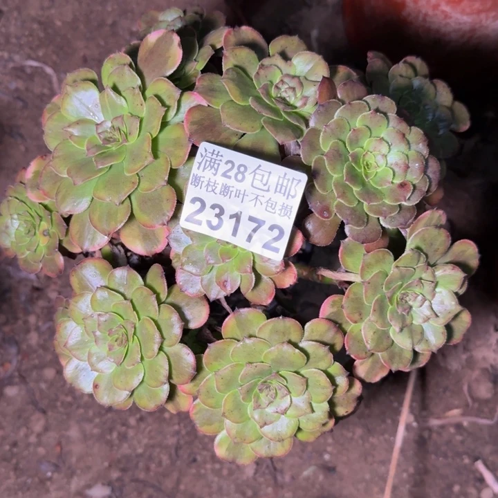 23172烟花多肉植物