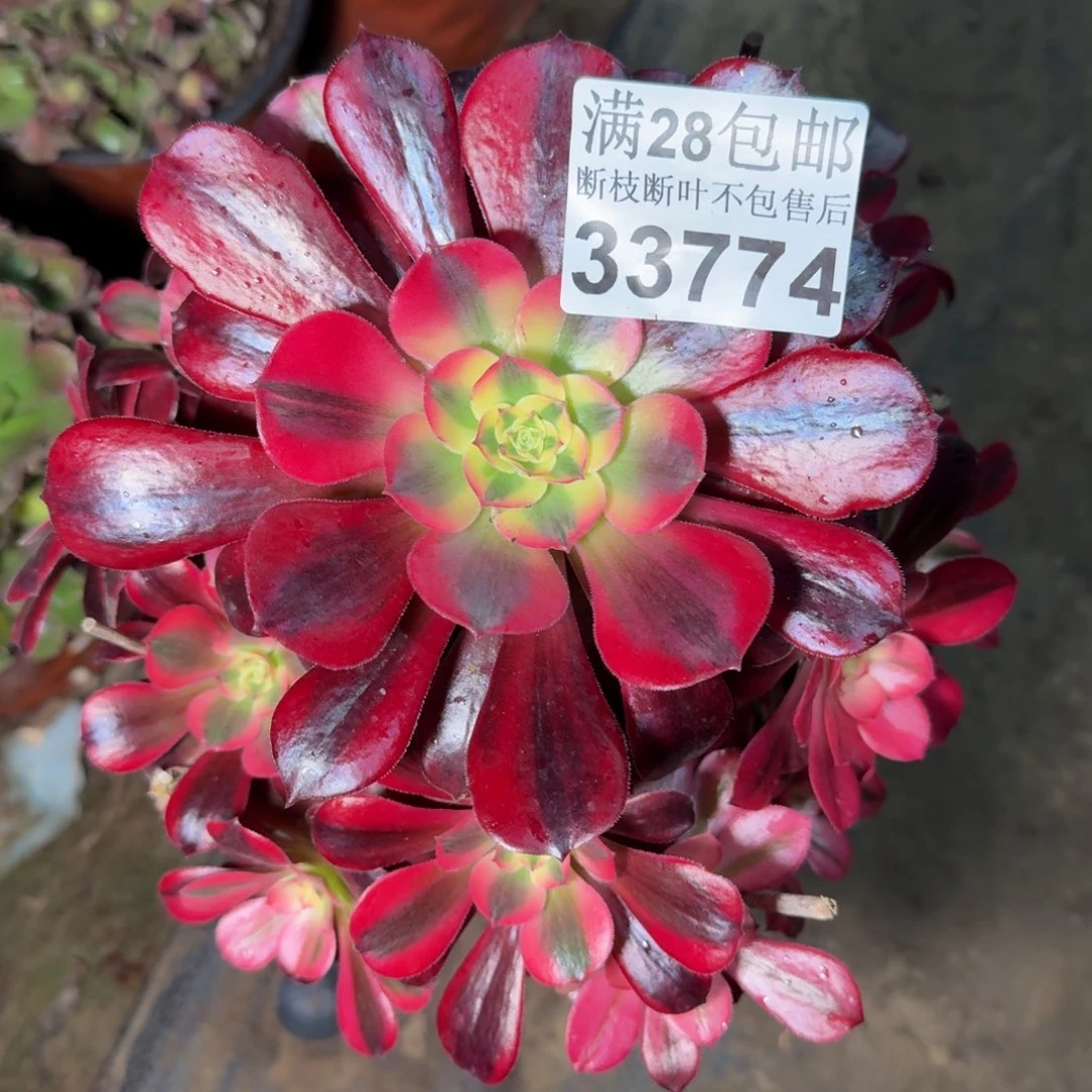 33774美杜莎多肉植物