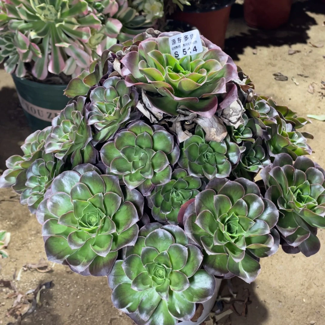 514魅金玫瑰多肉法师断枝不包