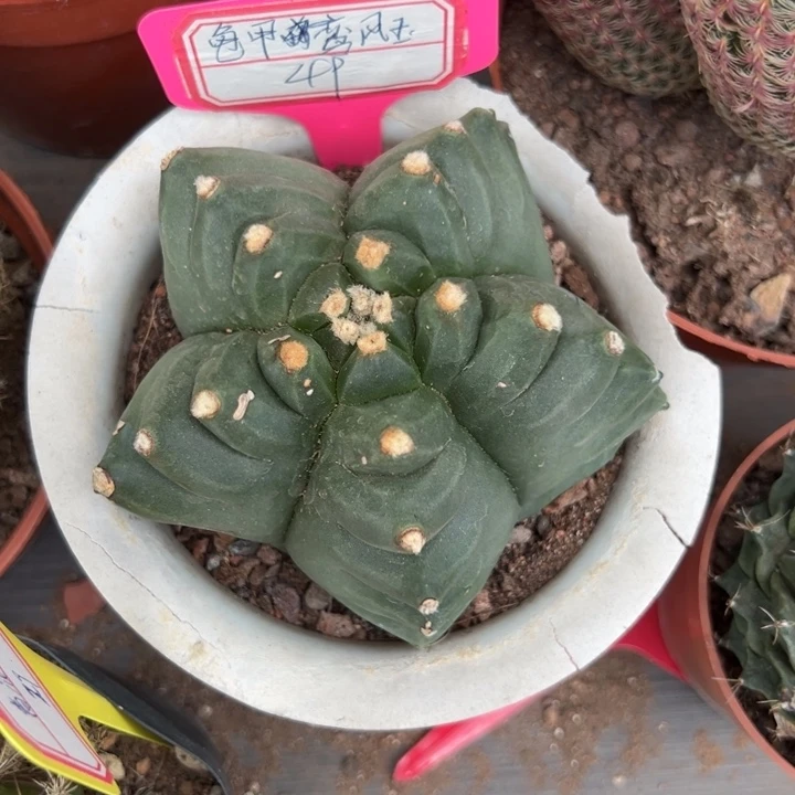 双***梓       吉祥如意。