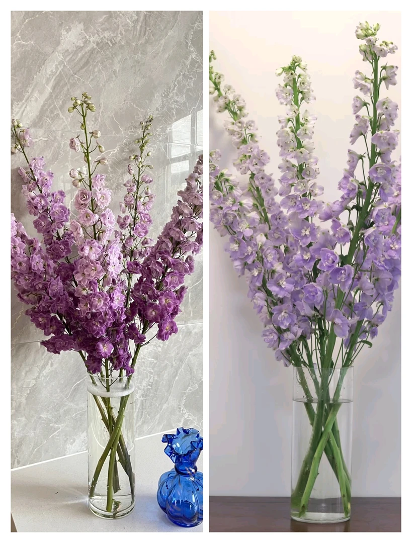 【源头一手价】紫色系大飞燕一把 云南基地鲜花 水养家养