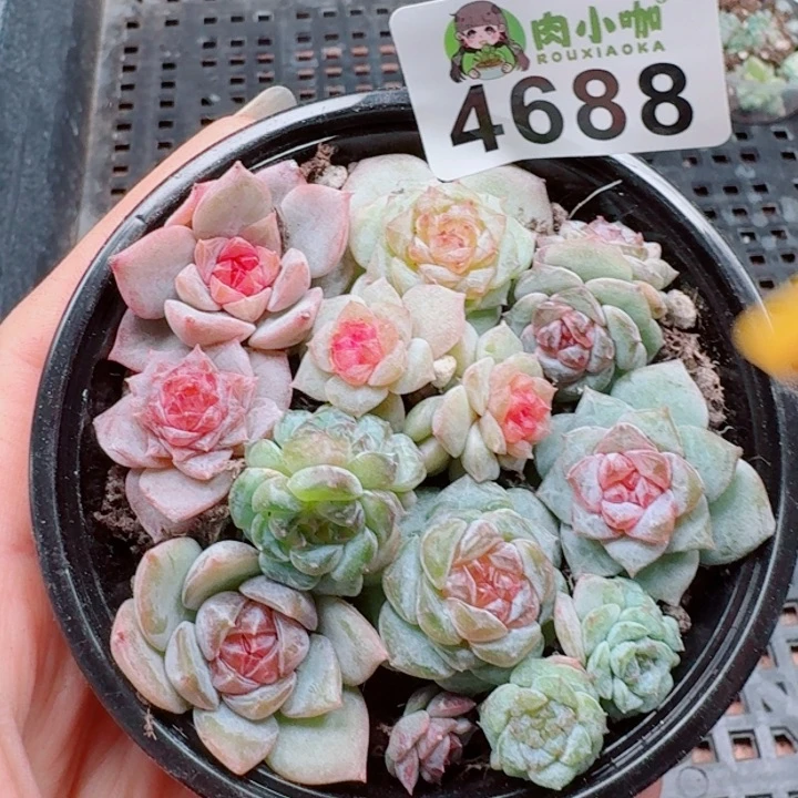 多肉植物多肉植物