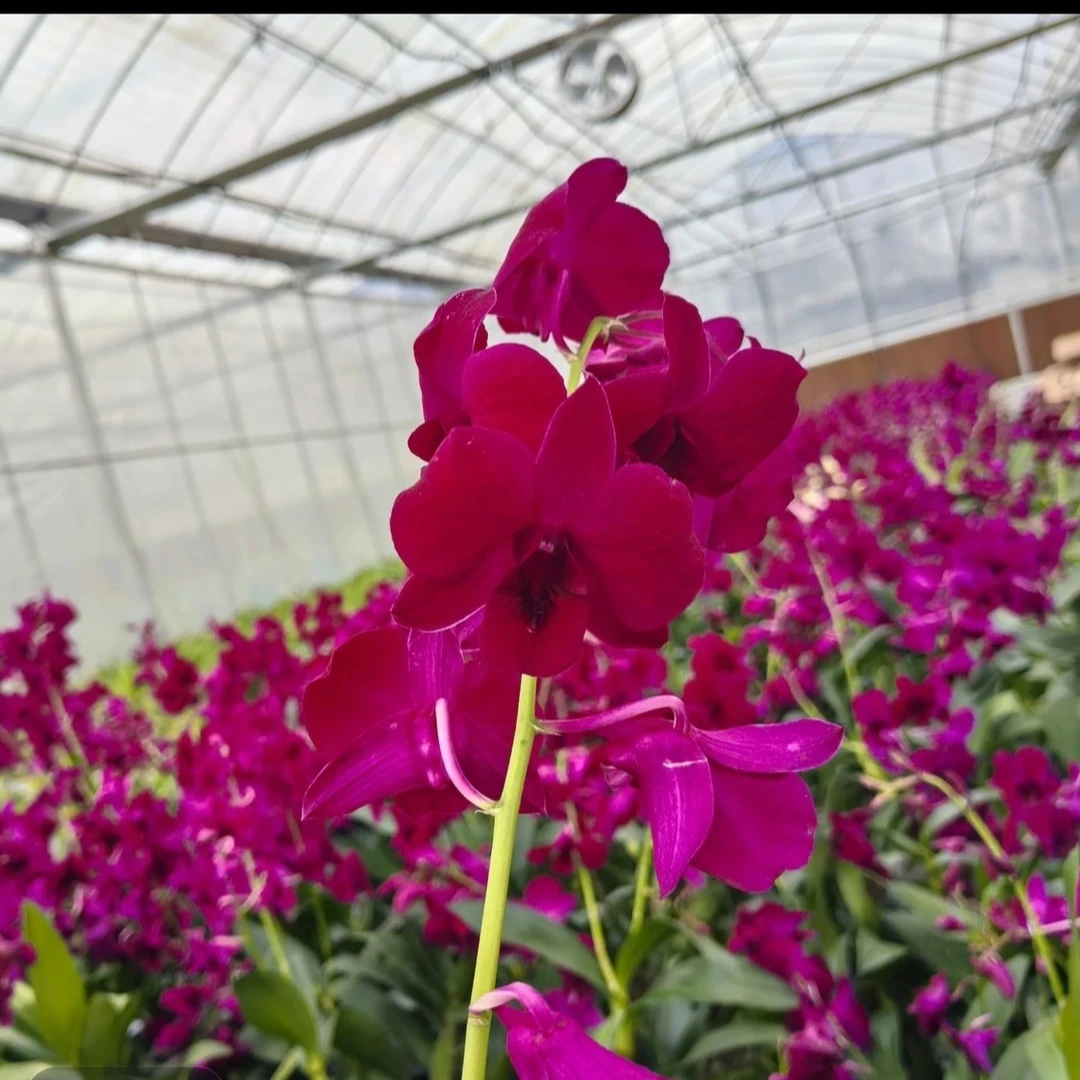 红猫秋石斛 花期长适合盆栽 可室内室外养殖