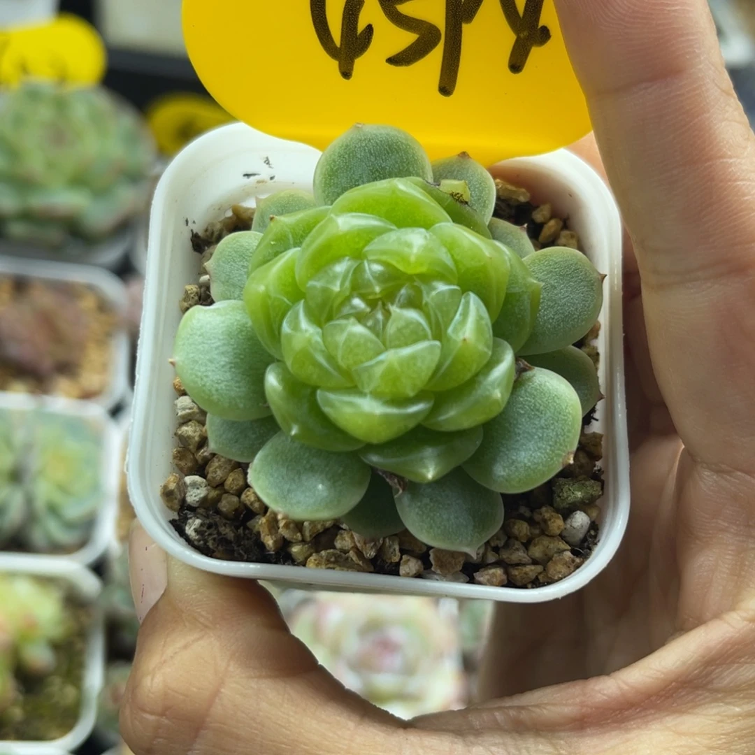 晶体财富密码单头4594