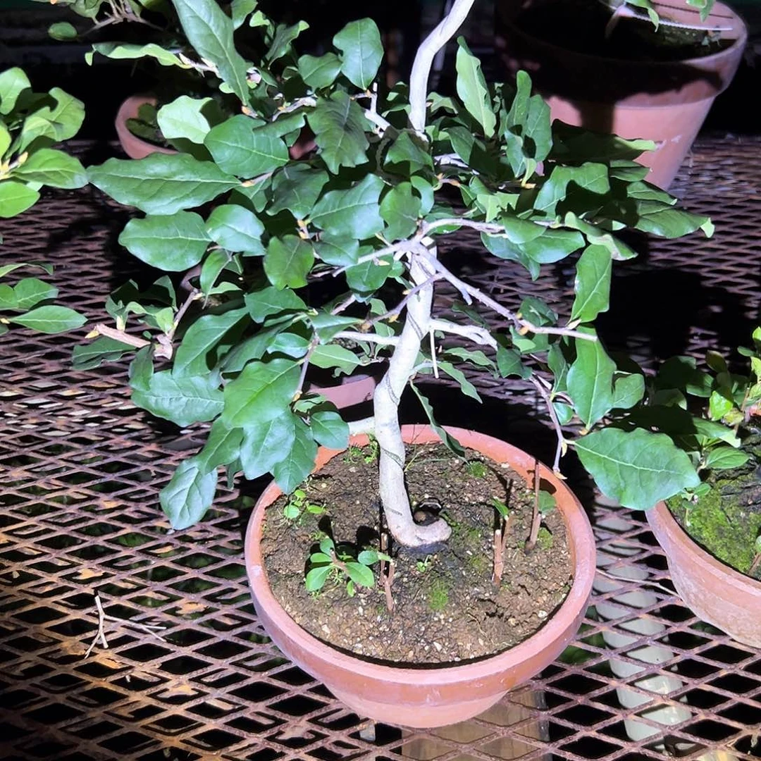 L***L无花朵盆景不包邮98421