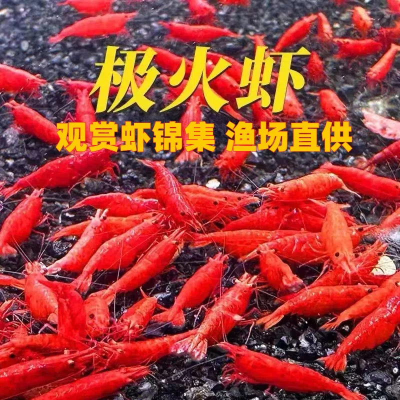 火虾观赏虾淡水宠物虾活体鱼缸除藻