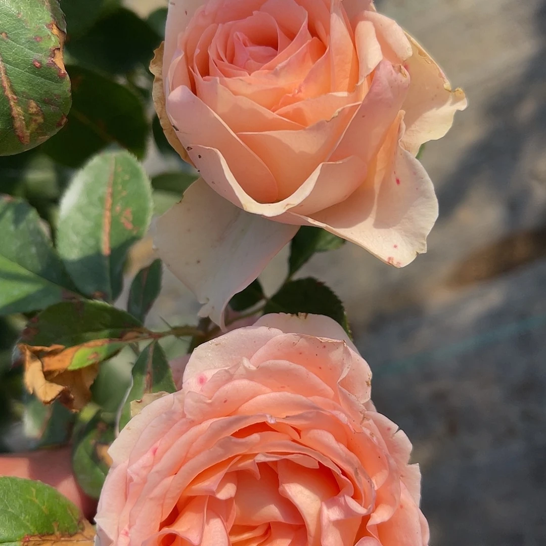 无花朵———温柔羽翼。福利款