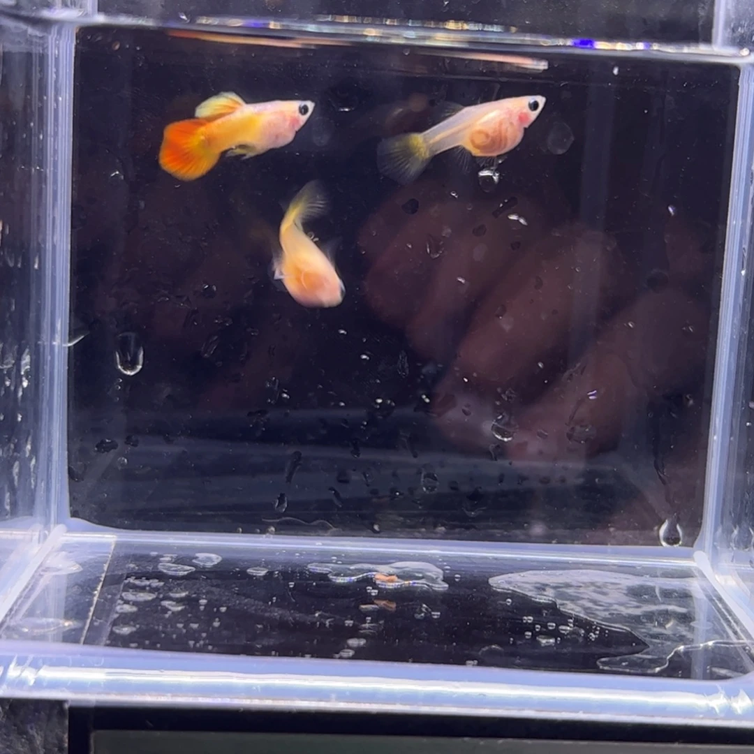 海水鱼落日球c11111111111