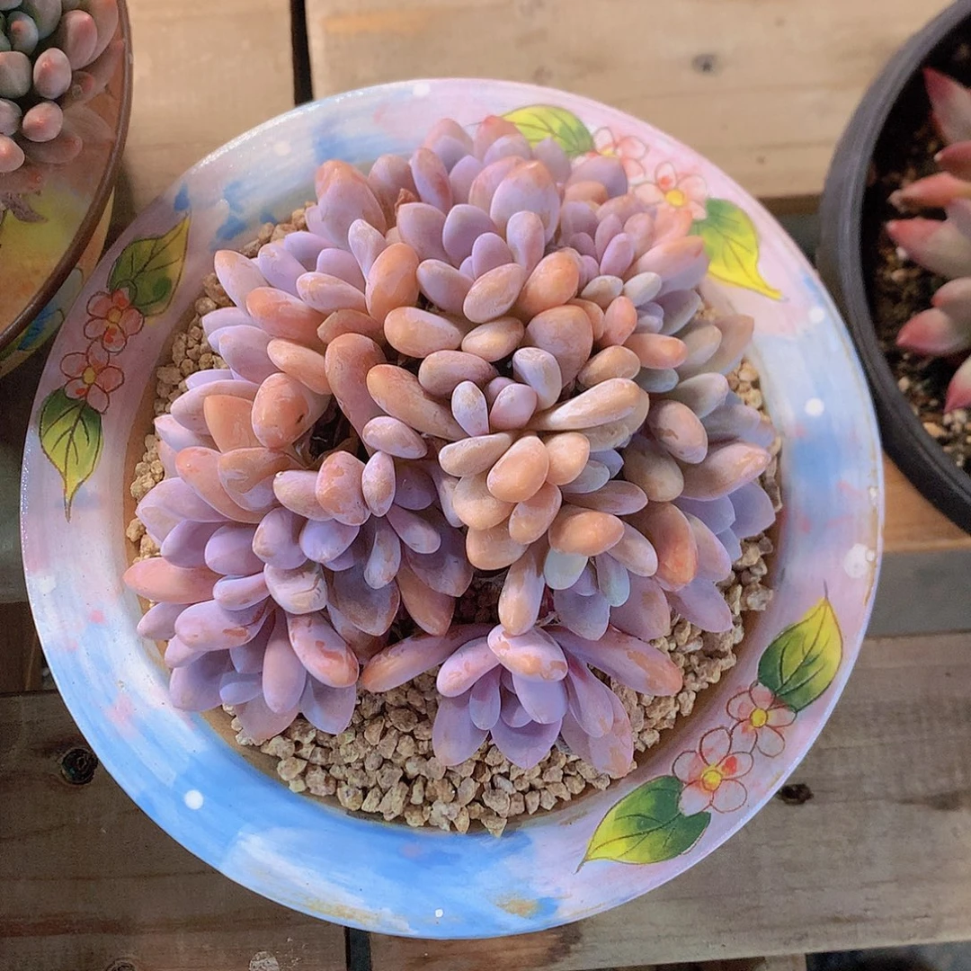 夏***夏粉兔多肉一物一拍