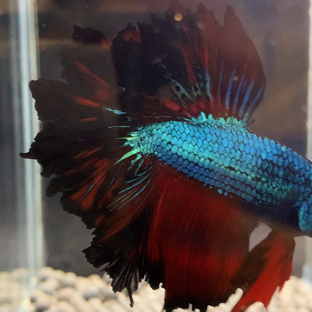 斗鱼七弟泰国斗鱼14