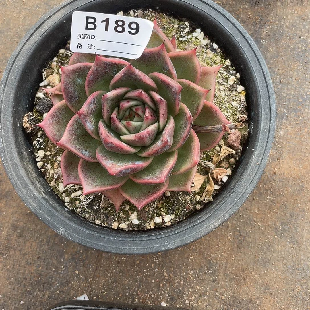 若如东云单拍B189