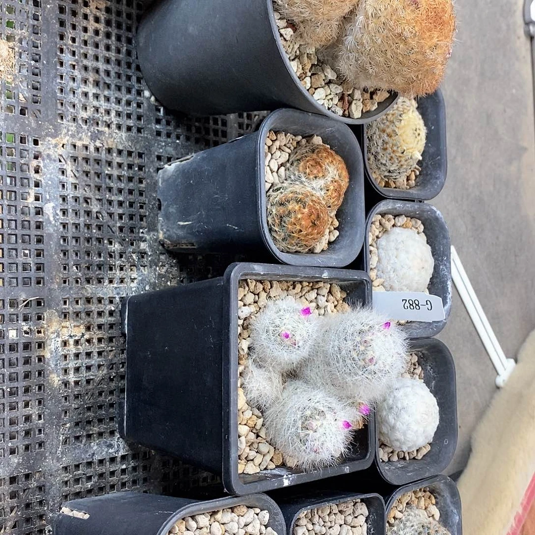 G882花油专拍仙人球开花