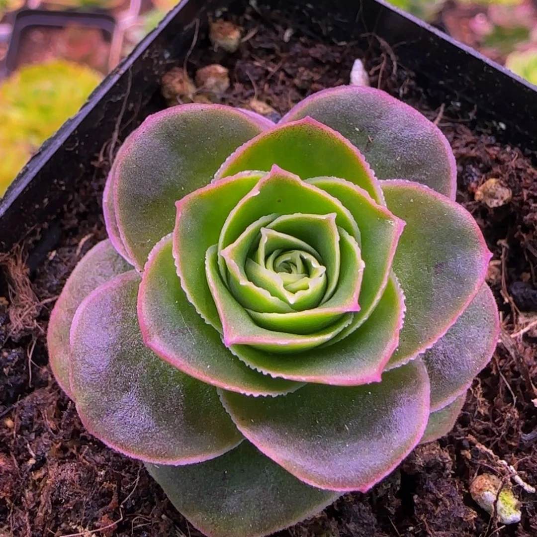 冰魄1343556867673535653533553