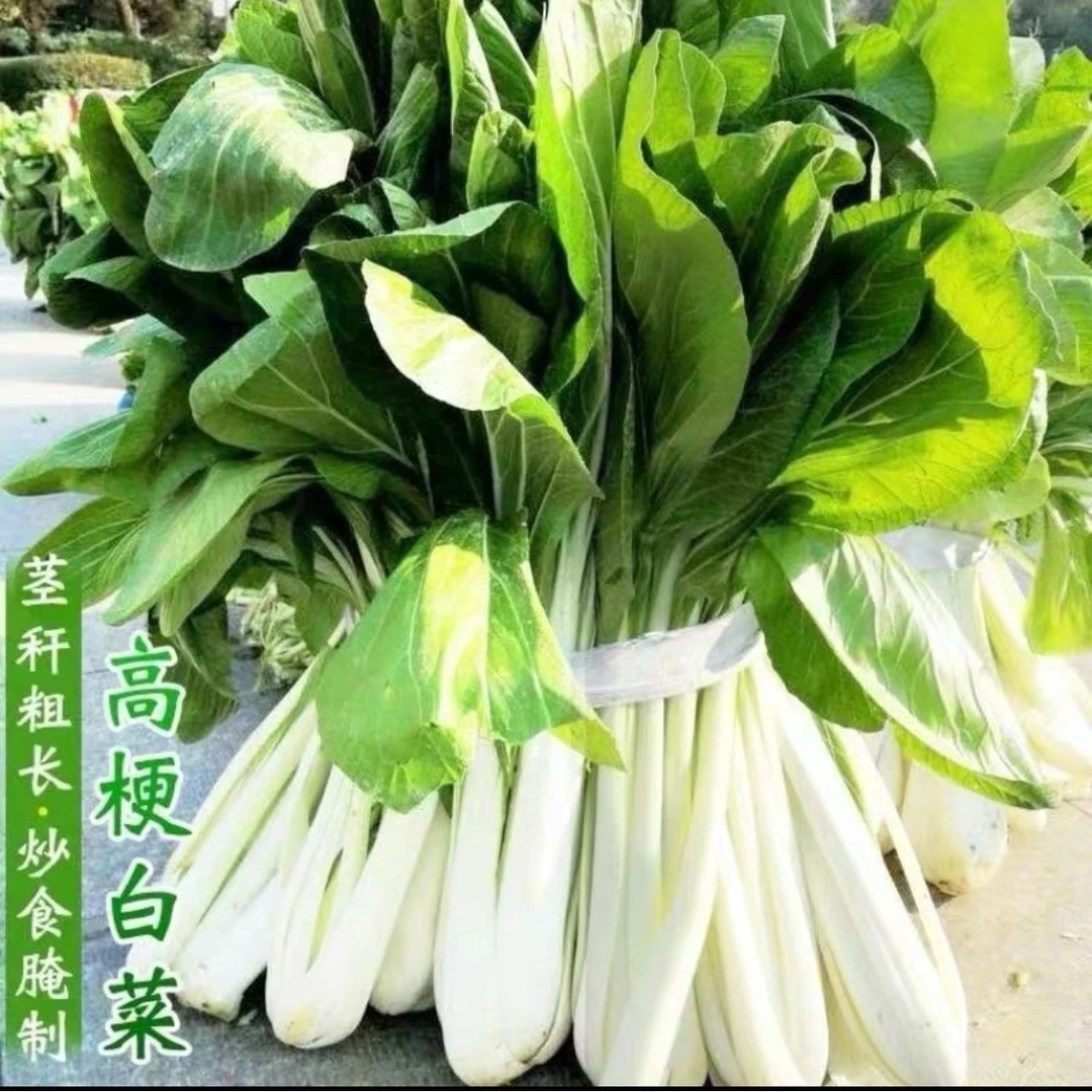 【高杆奶白菜种子】家庭阳台小院盆栽地栽四季种植