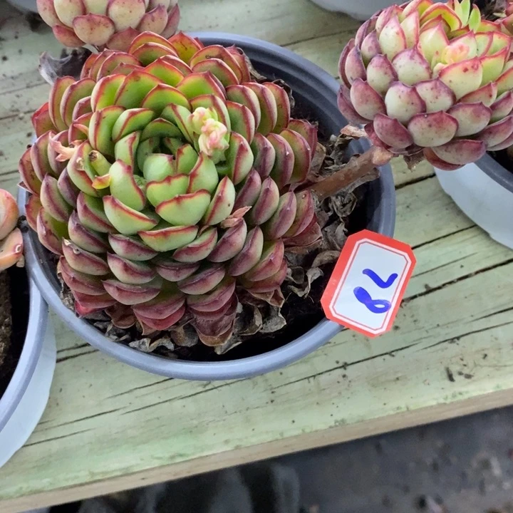 红****）一物一拍梦幻玫瑰多肉78