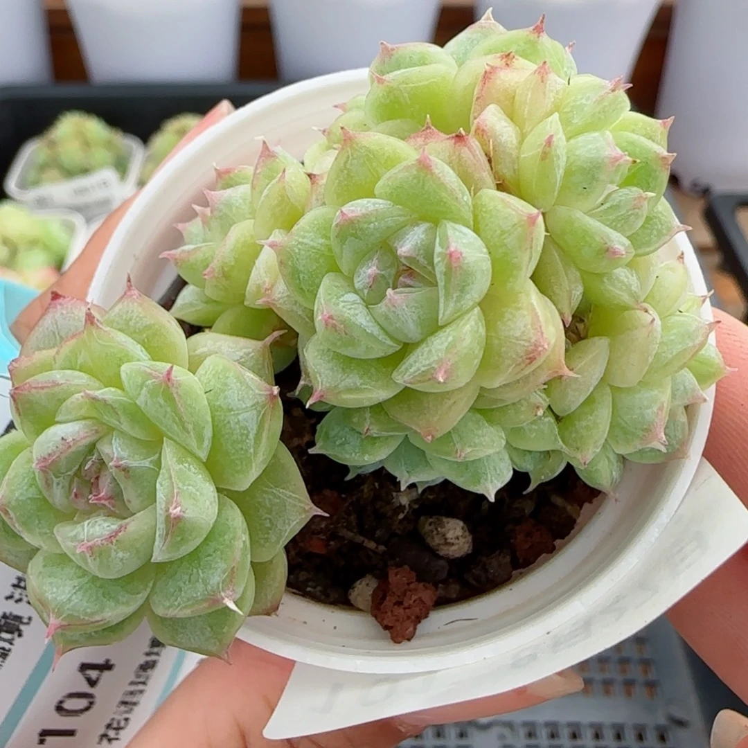 花语逸镜0827-101散