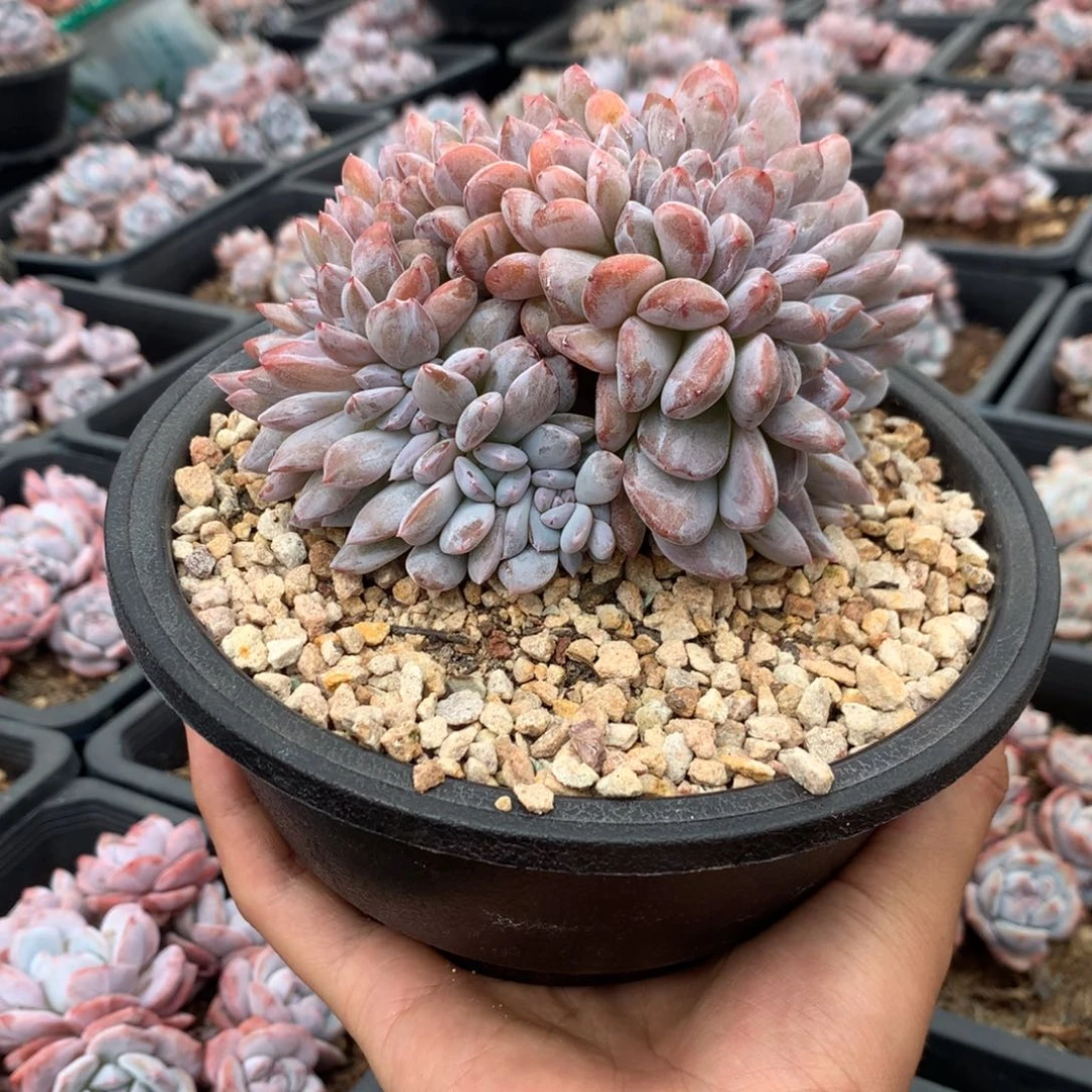 石榴籽缀化朵朵高板