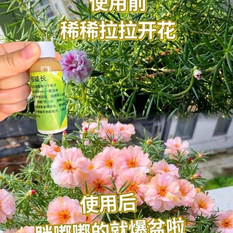 植物通用形太阳花控徒长短短开花