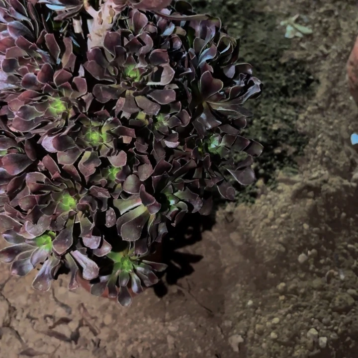 714三色多肉植物不售后