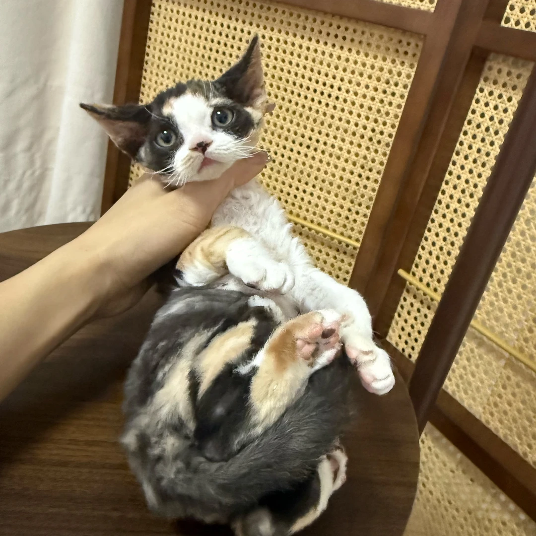 【ZF.Q德文卷毛猫】三花开脸妹妹满耳背一针疫苗