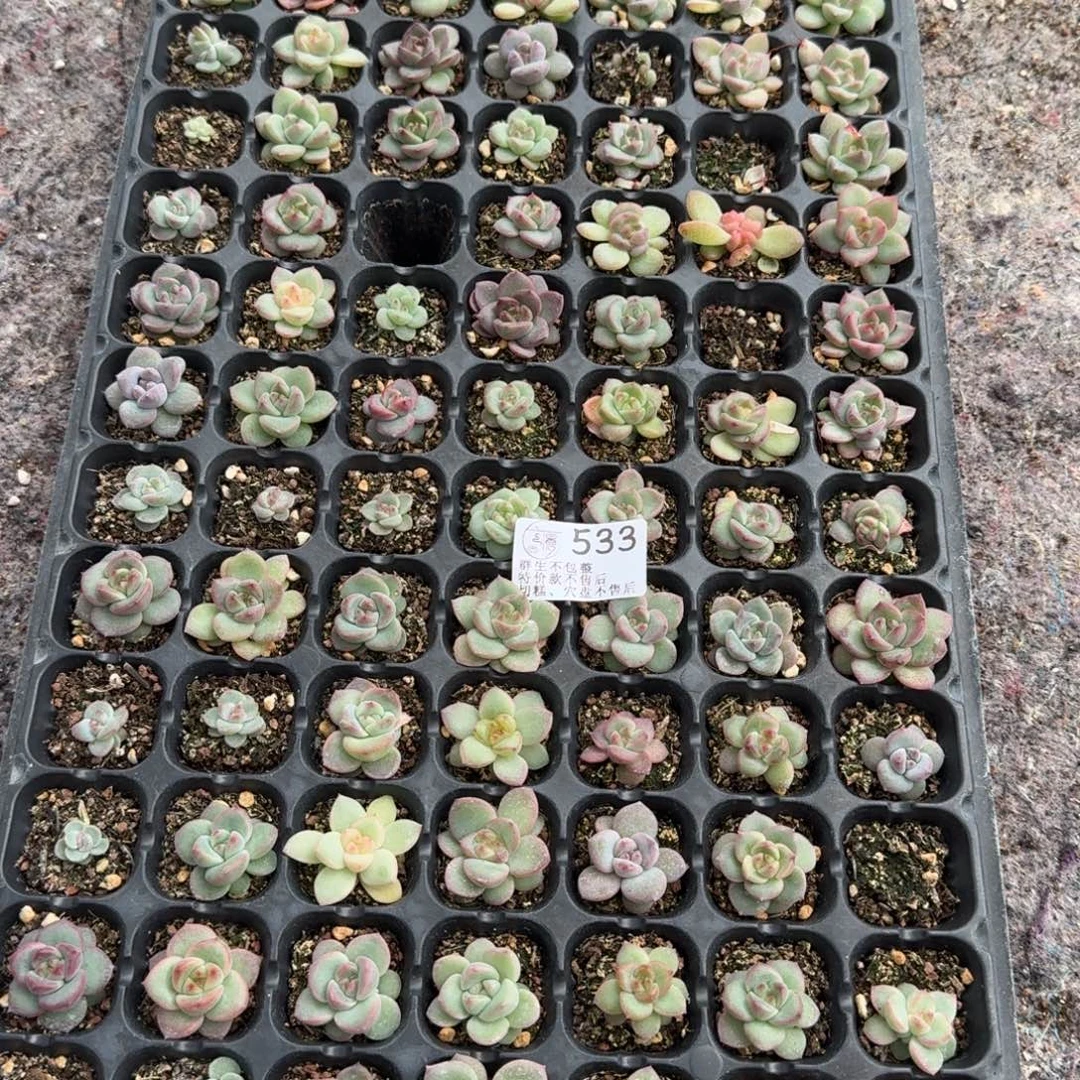 如图533优选麦芽穴盘一盘