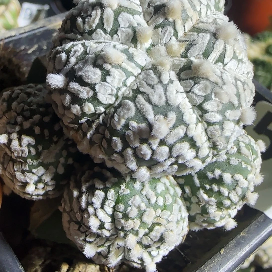 V兜群头513仙人球开花