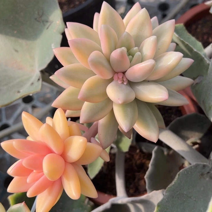 蜜桃啵啵锦一物一拍