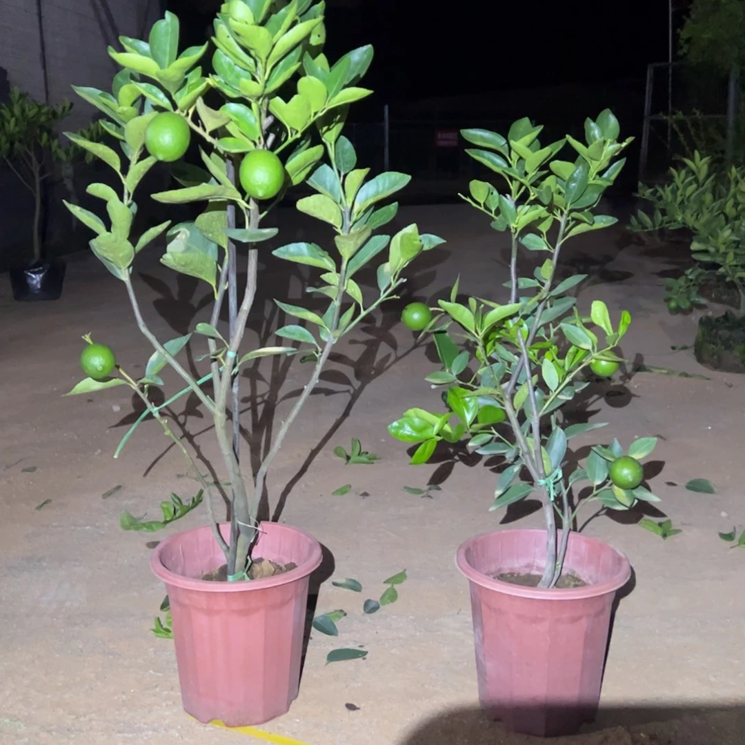 无花朵绿植盆栽植物