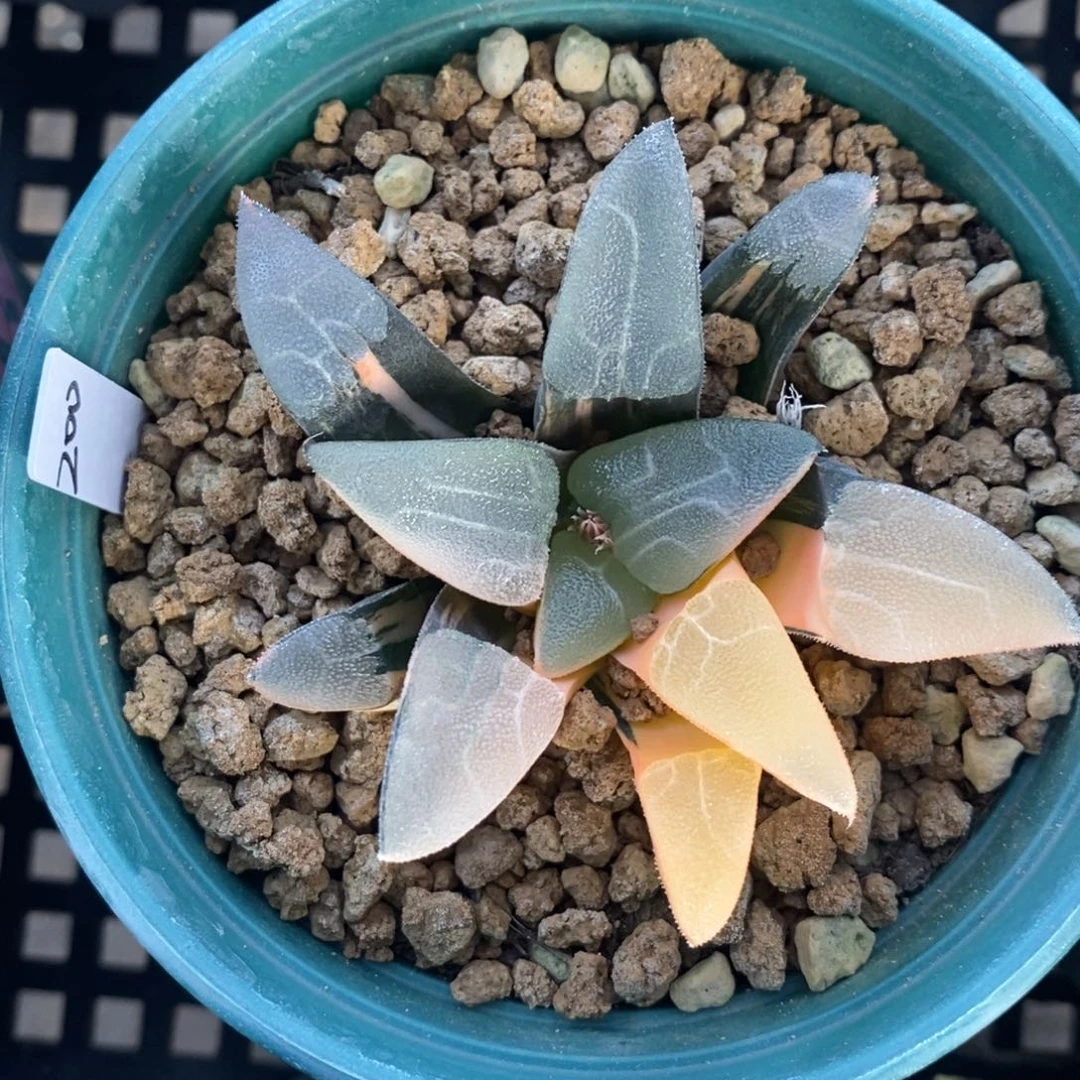 一颗实生大克锦。   特价