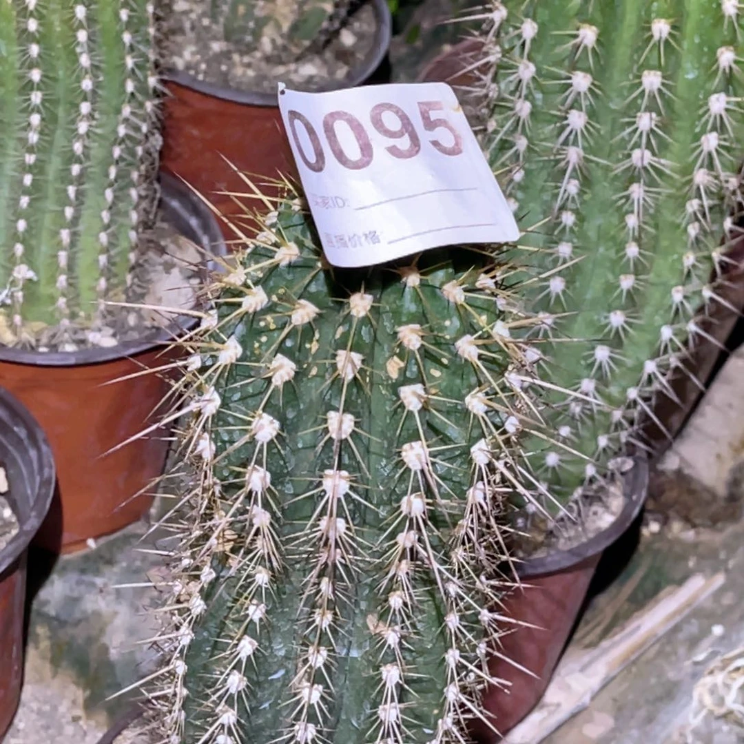 95 毛花柱 高26公分 带侧芽 脱土脱盆摘花满20包邮