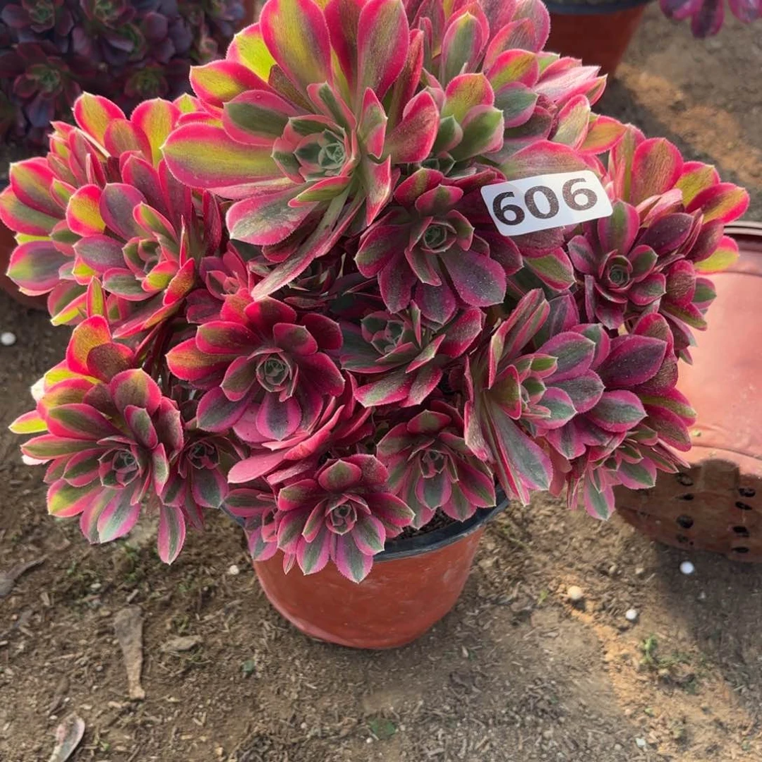 606妖月多肉砍过头不包损