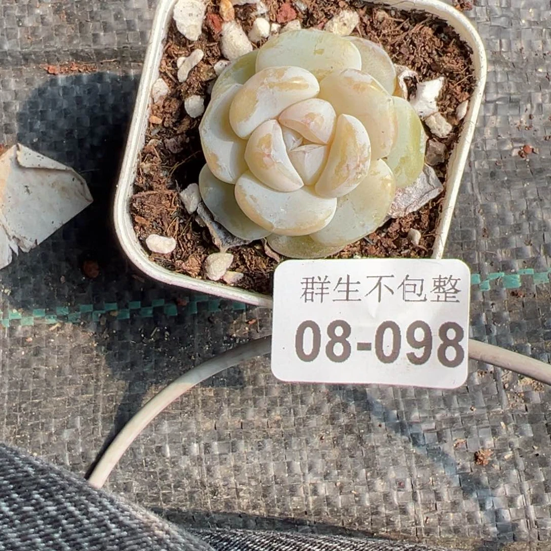 小卡拉米糖心一物一拍8-98